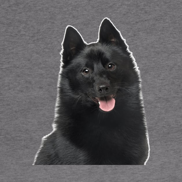 Schipperke Dog by Pam069